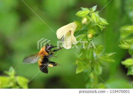 一隻日本大黃蜂試圖從樹上吸蜜。 一隻日本大黃蜂試圖從樹上吸蜜。 119470001