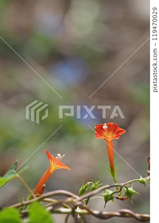 Marubarukou Saw flower 119470029