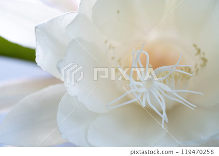 Night-blooming cereus flower center Night-blooming cereus flower center 119470258
