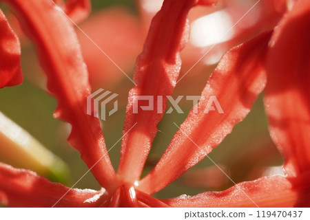 Close-up of part of a red spider lily flower 119470437