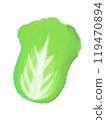 Crayon illustration of Chinese cabbage 119470894