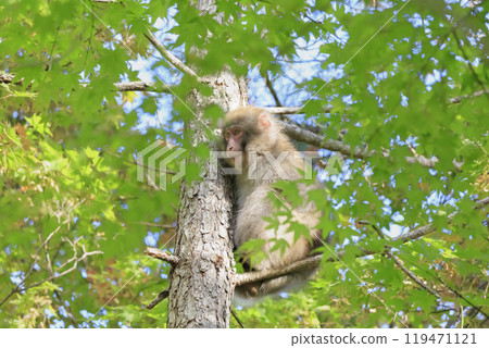一隻小日本獼猴坐在樹枝上環顧四周 119471121