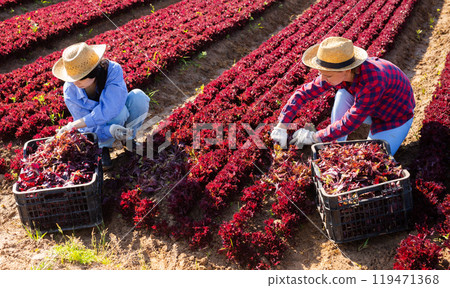 Two women gardeners picking fresh lettuce 119471368
