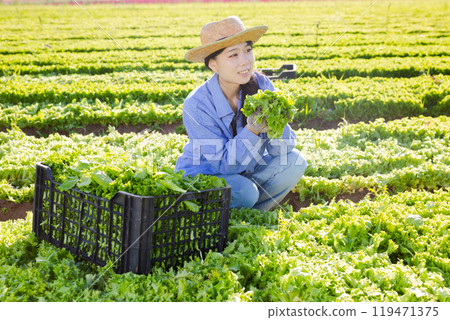 Smiling young asian female farmer harvesting green lettuce at field 119471375