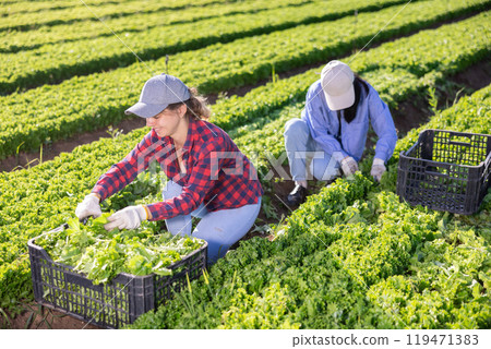 Happy young female worker harvesting green lettuce at farm plantation Happy young female worker harvesting green lettuce at farm plantation 119471383