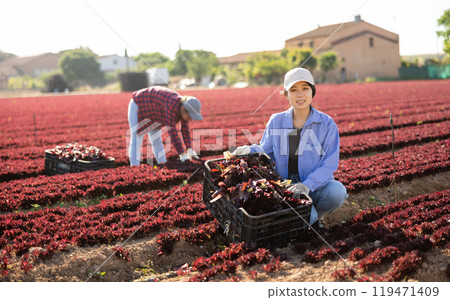 Hired worker asian woman, harvesting fresh red lettuce using knife on field 119471409