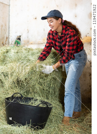 Female worker in barn fills basket with hay, prepares to feed animals on farm. Female worker in barn fills basket with hay, prepares to feed animals on farm. 119471922