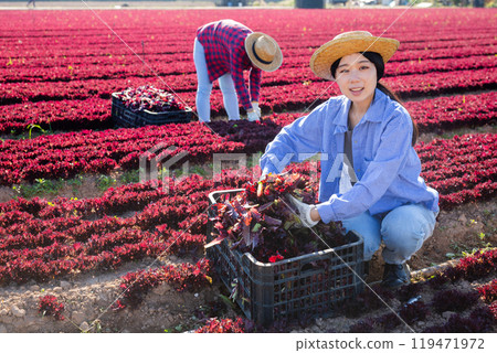 Positive asian girl farmer gathering fresh lettuce Positive asian girl farmer gathering fresh lettuce 119471972