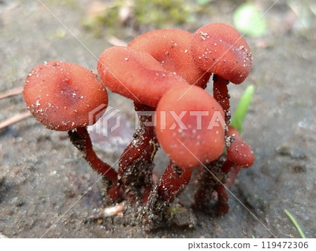 花園裡突然長出的蘑菇 花園裡突然長出的蘑菇 119472306