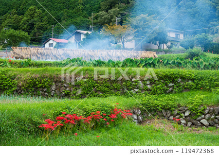Autumn rural scenery in Hyuga, a village of red spider lilies shrouded in smoke Autumn rural scenery in Hyuga, a village of red spider lilies shrouded in smoke 119472368