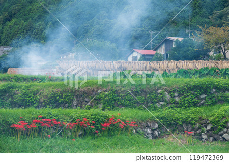 日向彼岸花村，煙霧繚繞的秋日田園風光 119472369