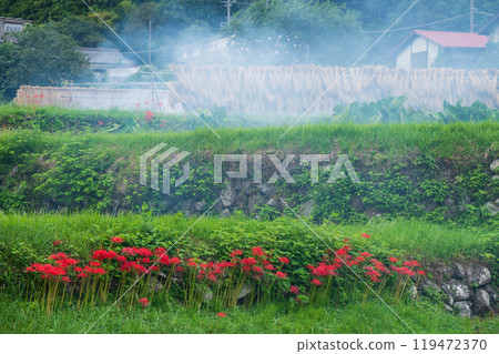 Autumn rural scenery in Hyuga, a village of red spider lilies shrouded in smoke Autumn rural scenery in Hyuga, a village of red spider lilies shrouded in smoke 119472370