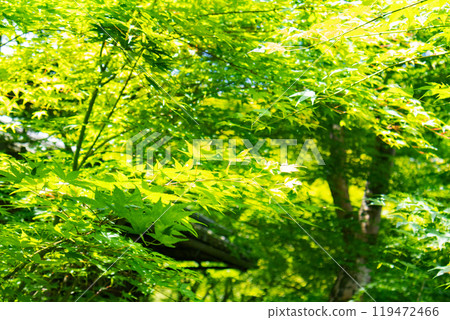 琉璃光院 - 從書院看到的藍色秋葉 琉璃光院 - 從書院看到的藍色秋葉 119472466