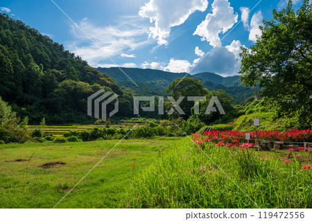 A village landscape with blooming salvia in full bloom, Hyuga, Higanbana Village A village landscape with blooming salvia in full bloom, Hyuga, Higanbana Village 119472556