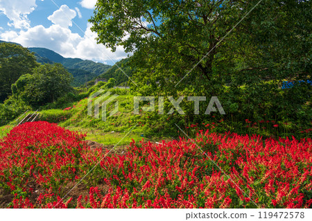 A village landscape with blooming salvia in full bloom, Hyuga, Higanbana Village 119472578