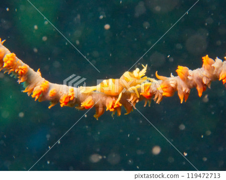Whip shrimp living on orange-colored whip pine trees Whip shrimp living on orange-colored whip pine trees 119472713