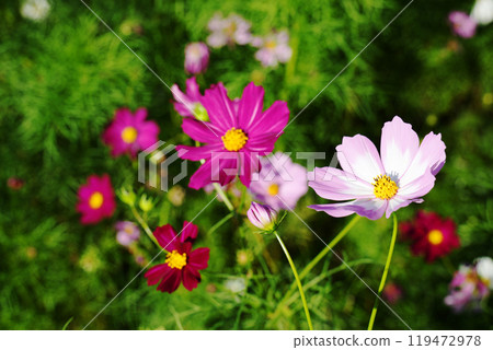 Cosmos flowers 119472978