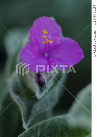 美麗盛開的 Tradiscantia sillamontana 花 美麗盛開的 Tradiscantia sillamontana 花 119473124