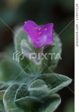 Pink Tradescantia siramontana flowers that appear to float on water Pink Tradescantia siramontana flowers that appear to float on water 119473126