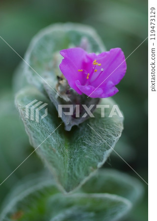 盛開在花壇裡的 Tradiscantia sillamontana 盛開在花壇裡的 Tradiscantia sillamontana 119473129