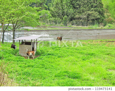 一隻山羊在稻田裡不停地走動 119473141
