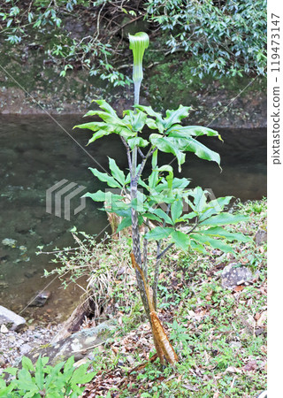 Mamushigusa of the genus Amaranthus growing wild in the mountains and fields Mamushigusa of the genus Amaranthus growing wild in the mountains and fields 119473147