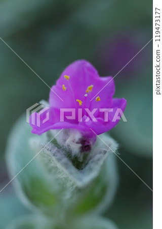 Small Tradescantia siramontana flower Small Tradescantia siramontana flower 119473177