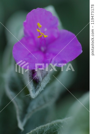 Tradescantia siramontana blooming in winter Tradescantia siramontana blooming in winter 119473178
