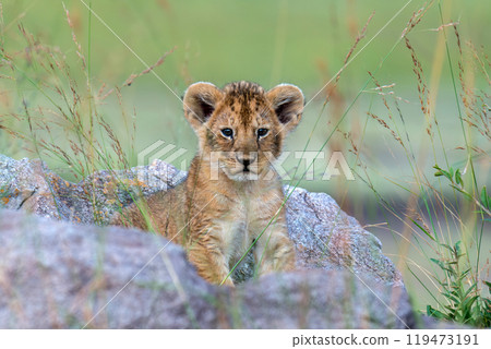 African lion cub in National park of Kenya, Africa African lion cub in National park of Kenya, Africa 119473191