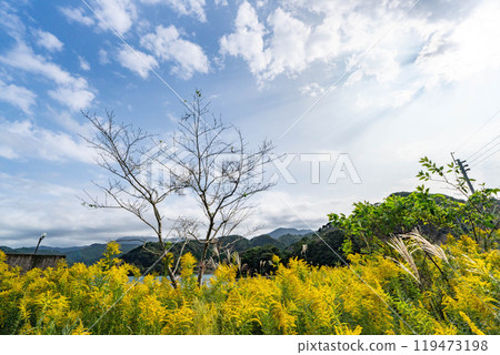 秋天的天空和一枝黃花的風景 119473198