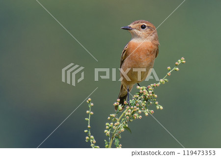 Nobataki female 119473353