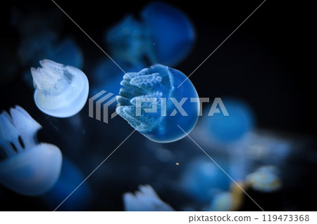 水族館裡的水母 119473368