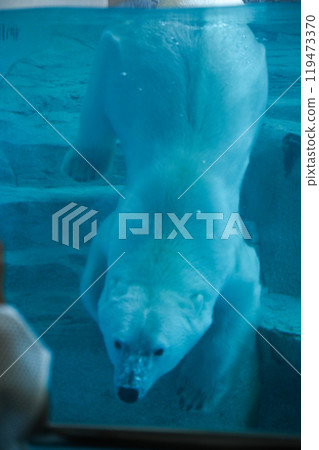 游泳北極熊 119473370