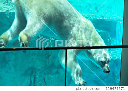 北極熊在游泳池裡游泳 119473371