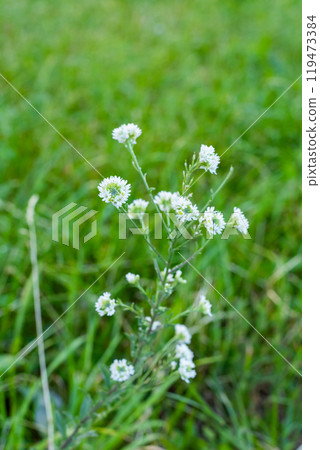 daisy field white and yellow flower daisy field white and yellow flower 119473384