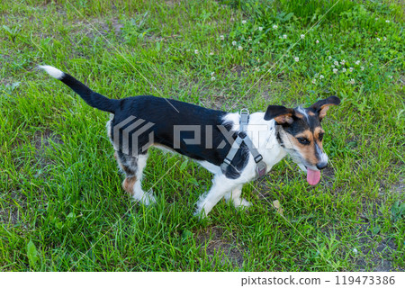 Jack russel terrier lay on spring field Jack russel terrier lay on spring field 119473386