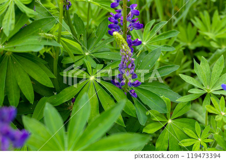 Lupinus, lupin, lupine field with pink, purple and blue flowers. Bunch of lupines summer flower background. Blooming lupine flowers . Lupine field. Colorful lupinus of pink, violet, blue, white 119473394