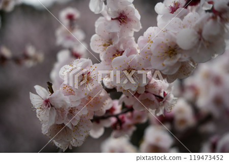 婀娜多姿的梅花 婀娜多姿的梅花 119473452