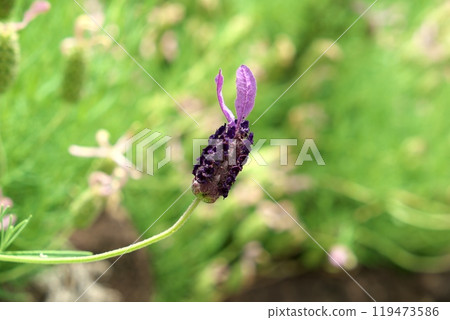 French Lavender Flower French Lavender Flower 119473586