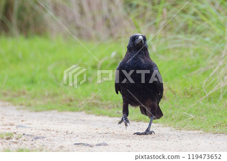 行走的食腐烏鴉 119473652