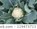 cauliflower  119473713