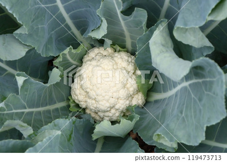 cauliflower cauliflower 119473713