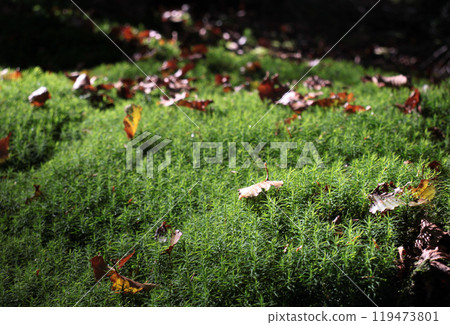 Green moss and fallen leaves 119473801