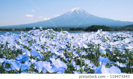 blossom of Nemophila or Baby Blue Eyes flower with the background of Mt fuji blossom of Nemophila or Baby Blue Eyes flower with the background of Mt fuji 119473845