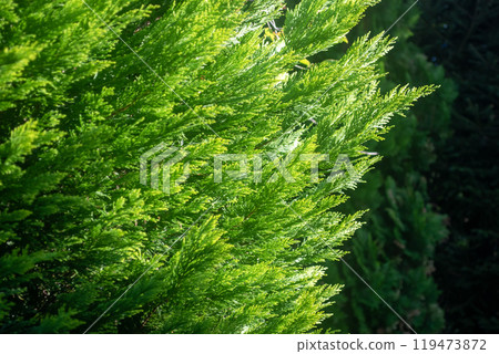 明亮的綠色針葉樹在燈光下閃閃發光 119473872