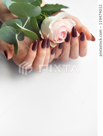 Elegant hands holding a pink rose with dark polished nails against a light background Elegant hands holding a pink rose with dark polished nails against a light background 119474012