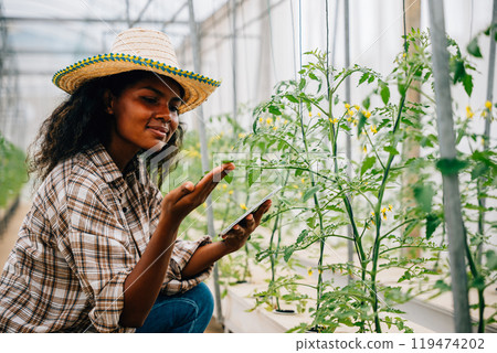 In a technological greenhouse a black woman agronomist joyfully checks and controls tomato quality with a tablet. Modern farmer showcasing smart farming innovation. 119474202