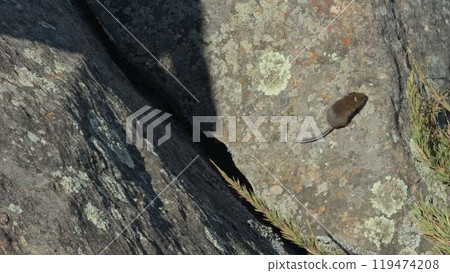 Fluffy Mouse Running Quickly Over a Rock in Nature Fluffy Mouse Running Quickly Over a Rock in Nature 119474208