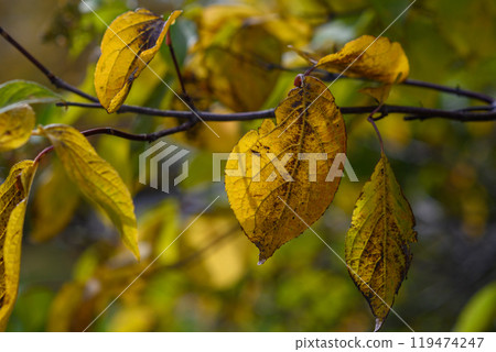 Yellow leaves (Yamahana River)_8692 119474247