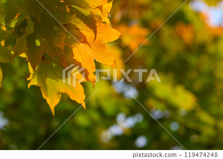 Yellow leaves (Yamahana River)_8783 119474248